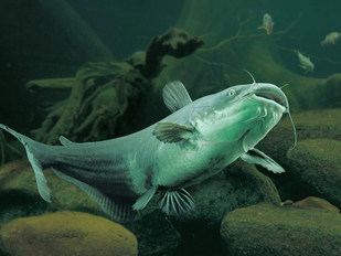 Freshwater channel catfish